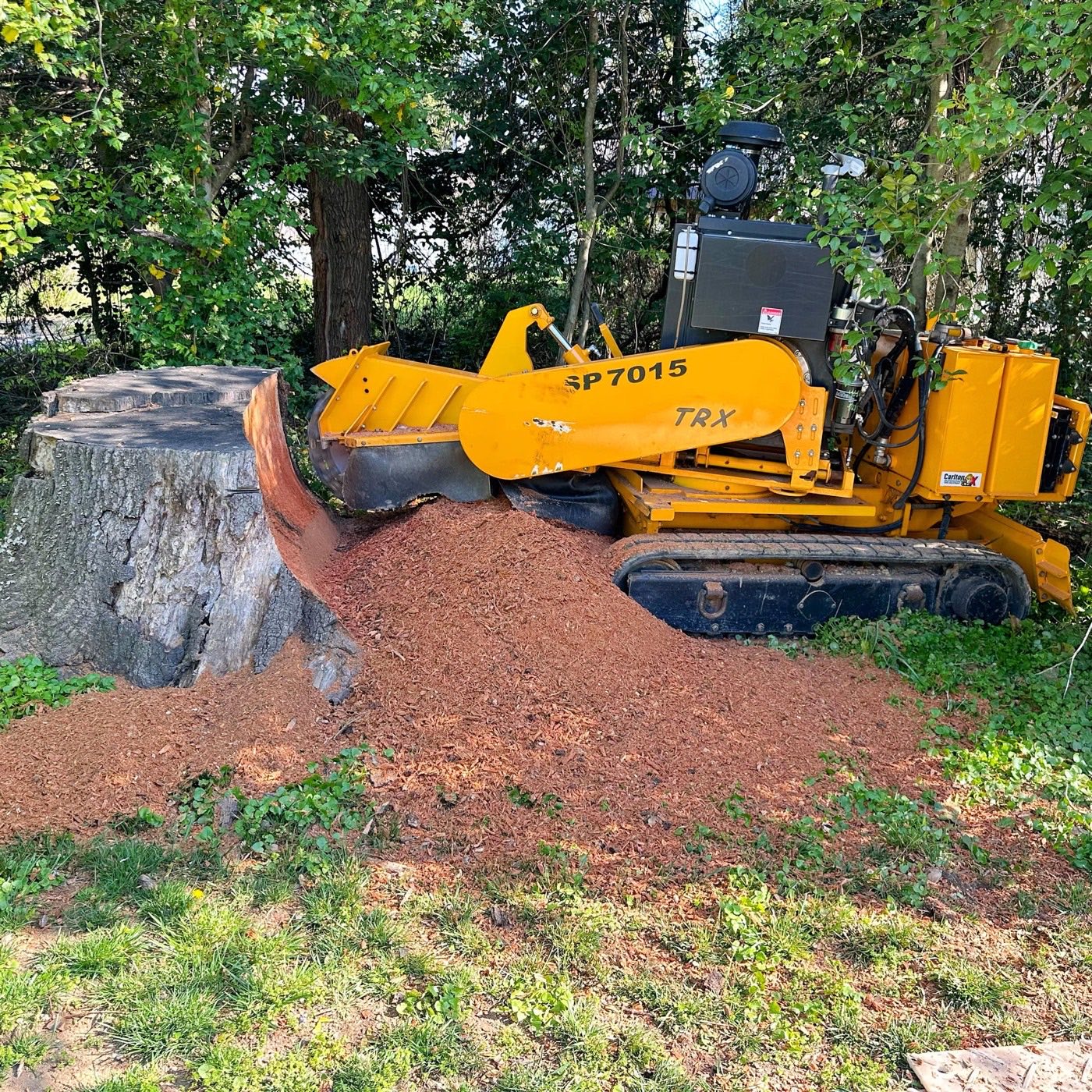 Tracked stump grinder beside a large hardwood stump with a fresh chip pile