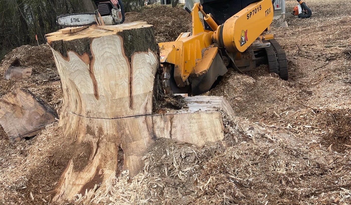Multi-trunk stump partially ground down with the machine behind it
