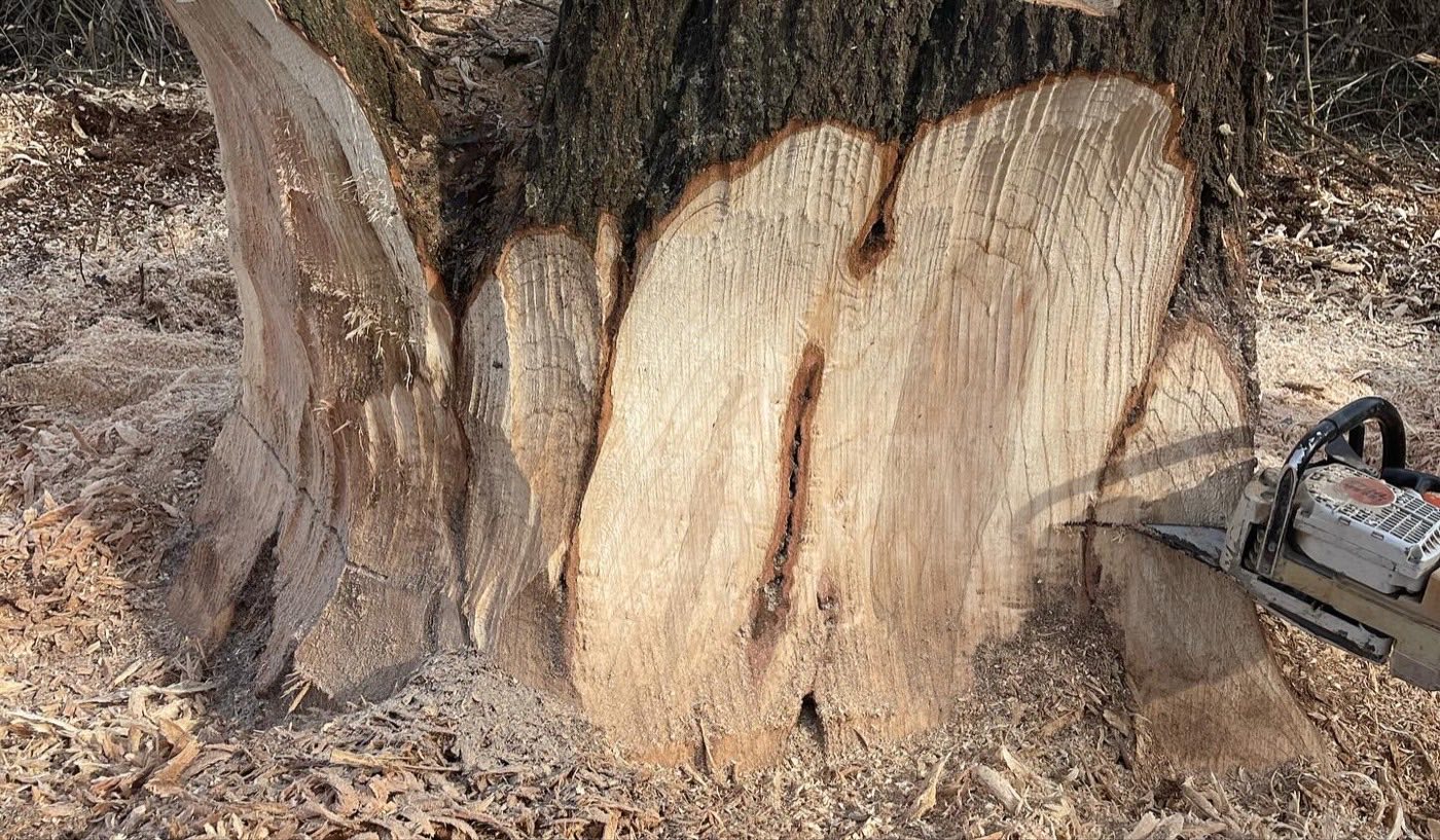 Root flare carved back below the bark line during a grind