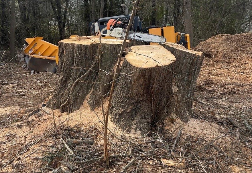 Big stump, small saw — J&K stump grinding job photo